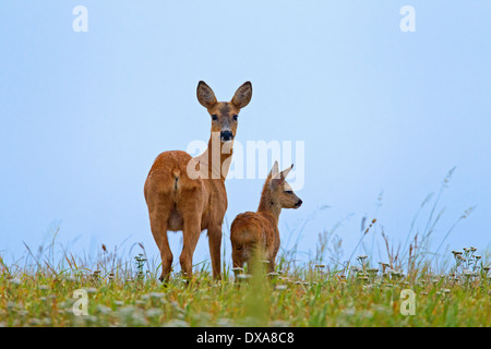 Reh (Capreolus Capreolus) Doe mit einem Rehkitz auf Wiese im Sommer Stockfoto