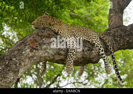 Leopard, Panthera Pardus, Panthera, Stockfoto