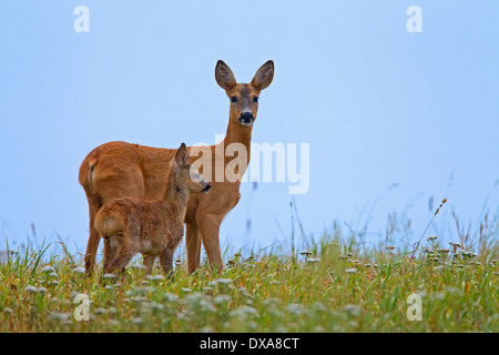 Reh (Capreolus Capreolus) Doe mit einem Rehkitz auf Wiese im Sommer Stockfoto