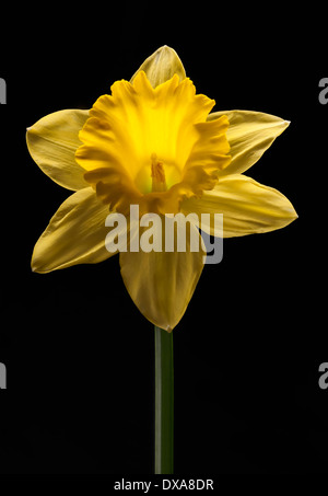 Narzisse, Narcissus ' Dutch Master', geradeaus Schuss einer einzelnen Blume gegen einfarbigen schwarzen Hintergrund. Stockfoto