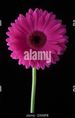 Barberton-Gänseblümchen, Gerbera Jamesonii, eine Magenta Blume gegen einfarbigen schwarzen Hintergrund. Stockfoto