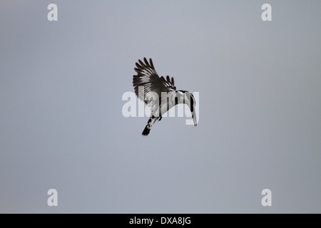 Pied Kingfisher schweben Stockfoto