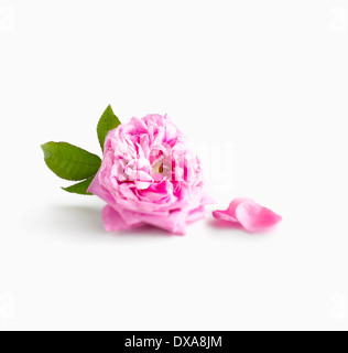 Damaszener Rose, Rosa Damascena, mit Blättern und lose Blätter, mit Schatten und einige soft-Fokus. Stockfoto