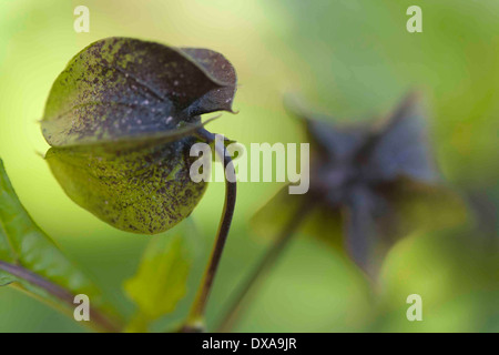 Nicandra physaloides Stockfoto