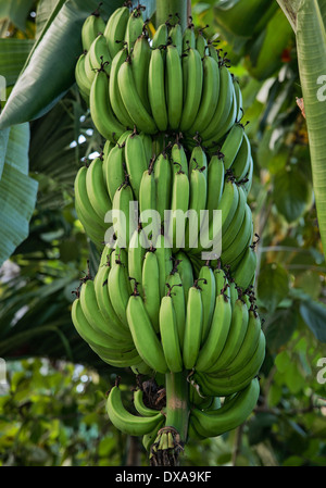 Bananenbaum, Jamaika Stockfoto