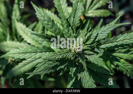 Marihuana Pflanze Detail, Jamaika Stockfoto