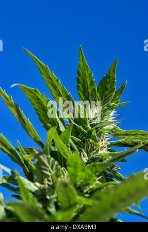 Marihuana Pflanze Detail, Jamaika Stockfoto