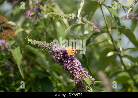 Distelfalter Schmetterling, Vanessa Cardui auf Buddleja davdii Stockfoto