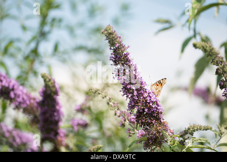 Distelfalter Schmetterling, Vanessa Cardui auf Buddleja davdii Stockfoto