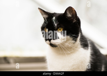 Schwarz / weiß Kurzhaar-Katze in einem Garten Stockfoto