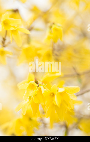 Forsythia x Intermedia in voller Blüte im März Stockfoto