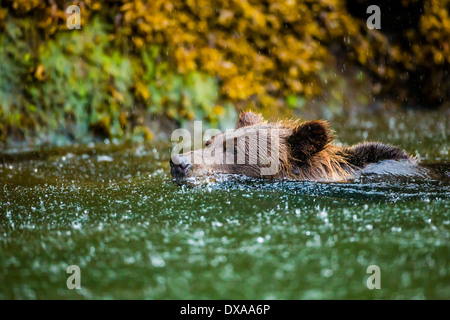 Eine Grizzlybär Sau schwimmt unter einem schweren Regen im Khutzeymateen Zulauf in Britisch-Kolumbien. Stockfoto