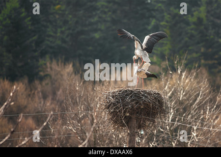 zwei Störche am Nest closeup Stockfoto