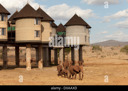 Elefanten im Sarova Salt Lick Game Lodge Taita Hills Kenia Stockfoto