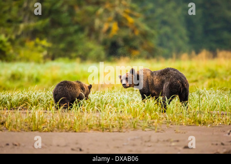 Eine Grizzlybär Sau spielen Kämpfe mit ihrem ersten Jahr Cub am Strand bei Ebbe im Khutzeymateen Zulauf v. Chr. geschaffen. Stockfoto