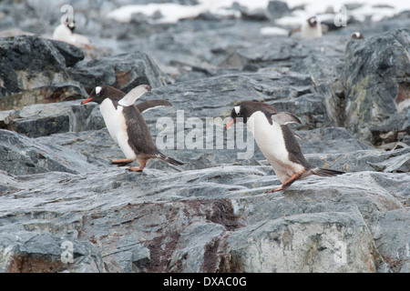 Gentoo Penguins, Pygoscelis Papua, springen auf Felsen. Cuverville Island, antarktische Halbinsel. Stockfoto