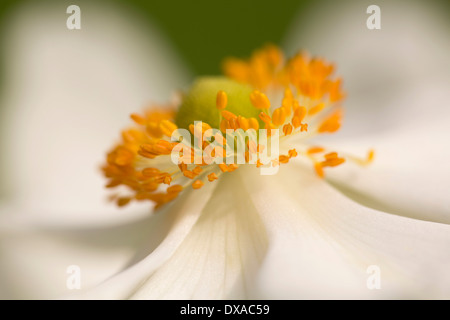 Japanische Anemone, Anemone X hybrida 'Honorine Jobert', Nahaufnahme zeigt orange Staubgefäße. Stockfoto