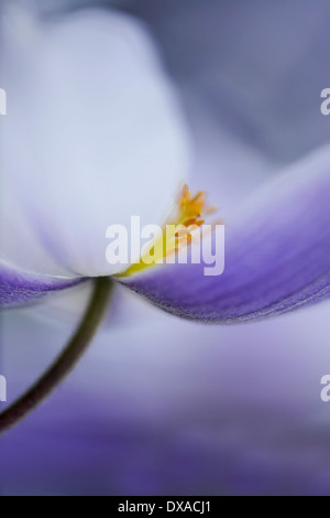 Anemone "wilder Schwan" schließen Seitenansicht zeigt Staubgefäße und grau-blaue Streifen an der Unterseite der weißen Blütenblätter. Stockfoto