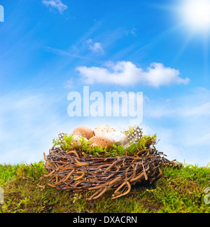 Nest mit Eiern und Vögel Feder auf grünem Gras. schönen sonnigen blauen Himmel Stockfoto