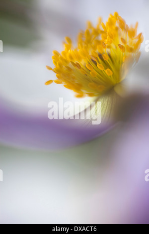 Anemone "wilder Schwan" schließen Seitenansicht zeigt Staubgefäße und grau-blaue Streifen an der Unterseite der weißen Blütenblätter. Stockfoto