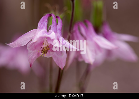 Akelei Aquilegia Vulgaris Nahaufnahme blass rosa scharf Blume mit anderen auf dem Schaft weich hinter Staffordshire Stockfoto