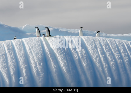 Kinnriemen Pinguine, Pygoscelis Antarcticus, auf einem Eisberg in der Nähe von Deception Island, Süd-Shetland-Inseln Stockfoto