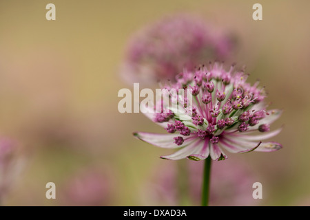 Sterndolde, Astrantia große 'Pink Penny', Seitenansicht pink und Grün Blume den Kopf mit anderen Weichzeichner hinter. Stockfoto