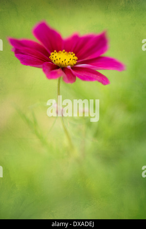 Cosmos Bipinnatus, Seitenansicht von einer einzigen tiefrote Blume gegen seine soft-Fokus gefiederten Laub. Stockfoto