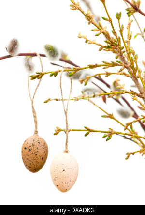 Ostereier auf frischen Frühling Baum Zweige auf weißem Hintergrund Stockfoto
