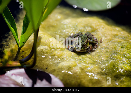 ein Frosch sitzt auf Grünalgen im Gartenteich Stockfoto