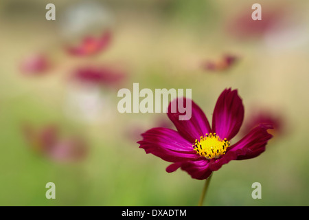 Cosmos Bipinnatus 'Rubenza', eine tiefe rubinrote Farbe Blume mit anderen Weichzeichner hinter erscheinen als ob auf einer Wiese. Stockfoto