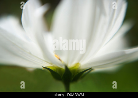 Cosmos Bipinnatus 'Reinheit', Nahaufnahme zeigt weiße Blütenblätter teilweise im Fokus. Stockfoto