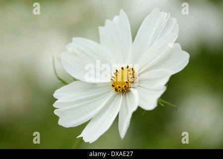 Cosmos Bipinnatus 'Reinheit', einzelne Blume zeigen die gelben Staubgefäßen scharf, soft-Fokus im Hintergrund zu sehen. Stockfoto