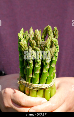 Mann mit frischem grünem Spargel (Spargel Officinalis) spears in einem Garten, UK Stockfoto