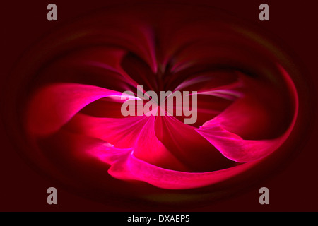 Dahlie, abstrakte tiefrote Muster gegen Schwarz. Stockfoto