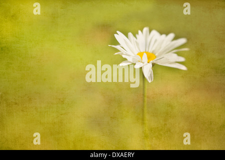 Ochsen-Auge Gänseblümchen, Leucanthemum Vulgare aus einem Weichzeichner grünen Hintergrund schweben scheinbar manipulierte malerische Wirkung. Stockfoto