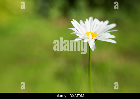 Ochsen-Auge Gänseblümchen, Leucanthemum Vulgare in einem soft-Fokus-grünen Hintergrund. Stockfoto