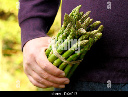 Mann mit frischem grünem Spargel (Spargel Officinalis) spears in einem Garten, UK Stockfoto