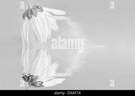 Ochsen-Auge Daisy Leucanthemum Vulgare schwarz & weiß mit einer Feder auf ein Blütenblatt Blume hängen nach unten berühren der Oberfläche des Wassers Stockfoto