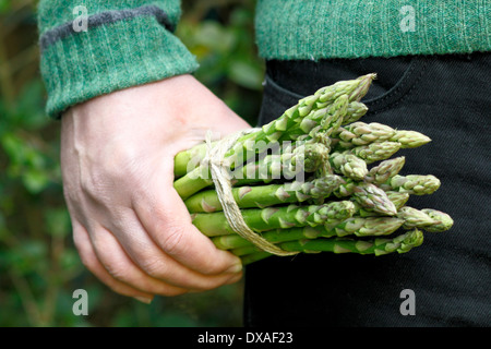 Mann mit frischem grünem Spargel (Spargel Officinalis) spears in einem Garten, UK Stockfoto