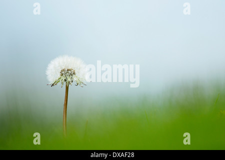 Löwenzahn, Taraxacum Officinale, eine einzelne weiße Löwenzahn Uhr, aus einigen aus Fokus Grass zu schweben schien. Stockfoto