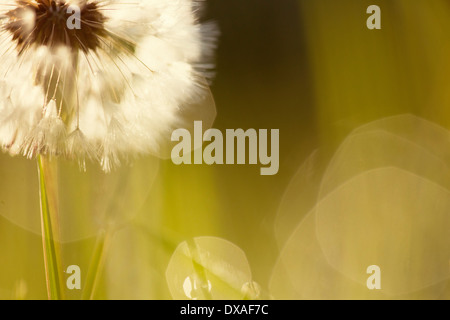 Löwenzahn, Taraxacum Officinale. Eine einzelne Löwenzahn Uhr Hintergrundbeleuchtung mit Objektiv flare und in der rechten oberen Ecke beschnitten. Stockfoto