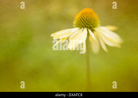 Blass Apricot gelbe Sonnenhut, Echinacea Purpurea 'Harvest Moon'. Stockfoto