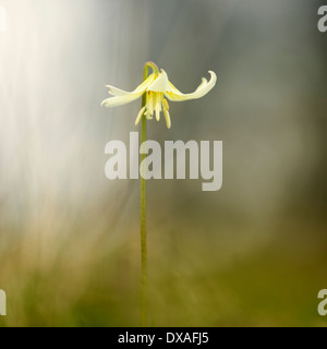 Fawn Lily, Erythronium Californicum 'White Beauty', einen einzigen Stamm erscheinen aus soft-Fokus-Hintergrund zu schweben. Stockfoto