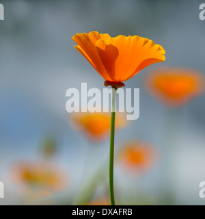 Kalifornischer Mohn, Eschscholzia Californica 'Orange King' mit anderen unscharf im Hintergrund. Stockfoto