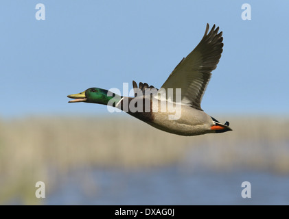 Stockente Anas Platyrhynchos - Männlich Stockfoto