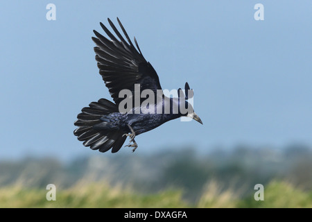 Rook Corvus frugilegus Stockfoto