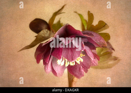 Nieswurz, Helleborus X hybridus 'Double Ellen Red', gegen eine warme malerische strukturierten Hintergrund. Stockfoto