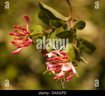 Wilden Geißblatt, Lonicera Periclymenum, vor dem gesprenkelten Hintergrund herabhängen. Stockfoto