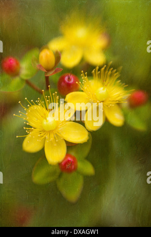 Johanniskraut, Hypericum Perforatum, Flowerhead zeigt 3 Blumen und einige Beeren. Stockfoto